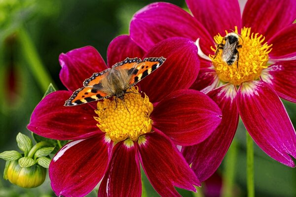 Macrophotography of a butterfly and a bumblebee on flowers