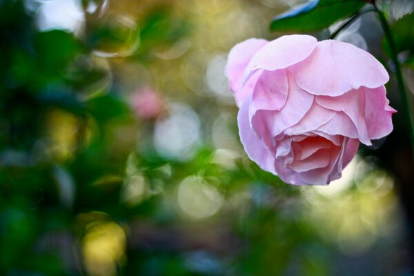 Reflejos de la flor de rosa rosa