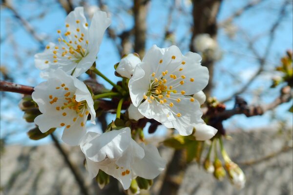 Fiori primaverili di ciliegie su uno sfondo di cielo