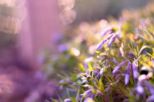 Fleurs lilas dans la nature