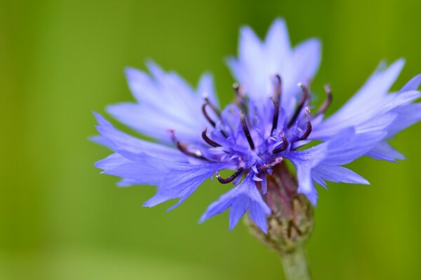 Blooming flowers in the field