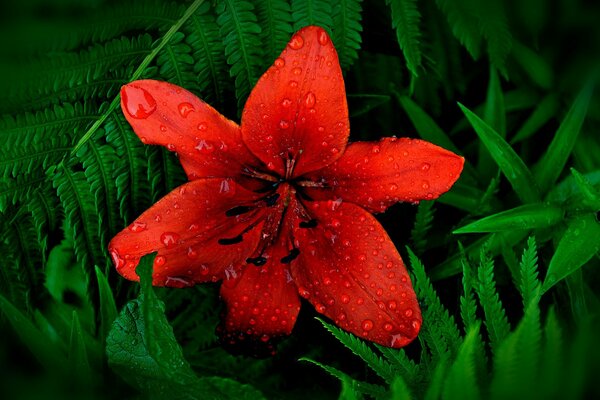 Bright red Lily