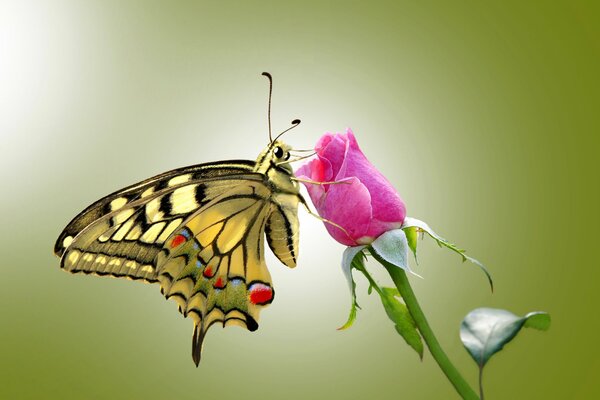 Farfalla-bellezza su un fiore chiceb