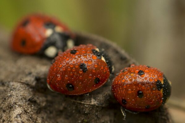 Famille de coccinelles dans des gouttes de rosée