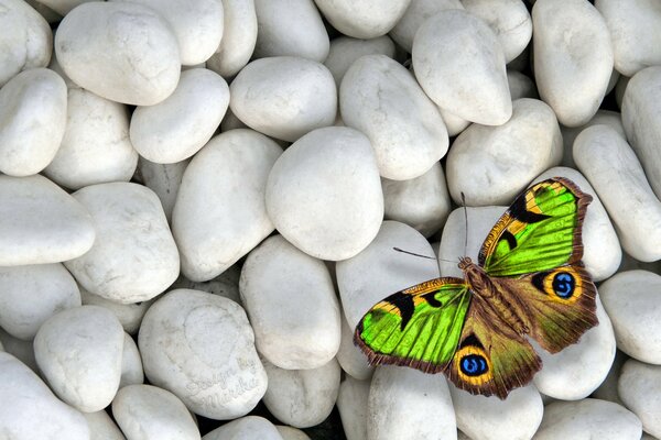 A colored butterfly on a white pebble