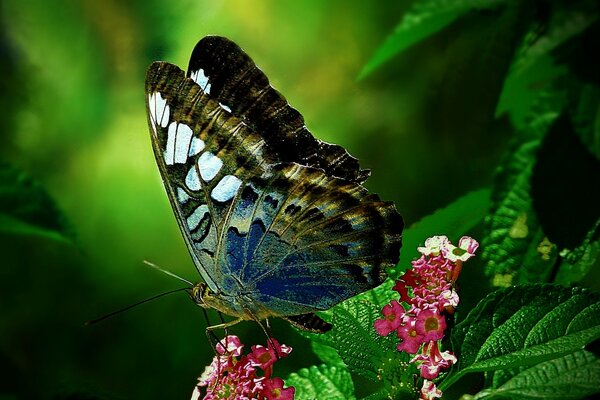 La mariposa que acaba de llegar a la flor