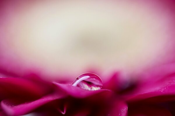 A drop of water on a pink background