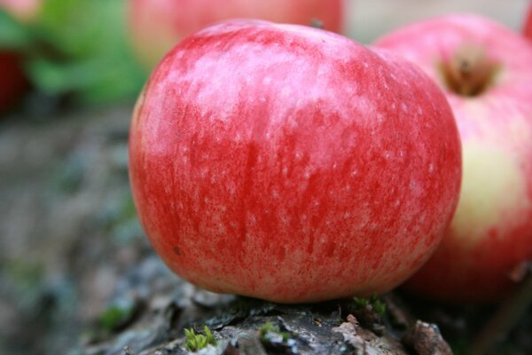 The apples are ripe, which means it s already autumn