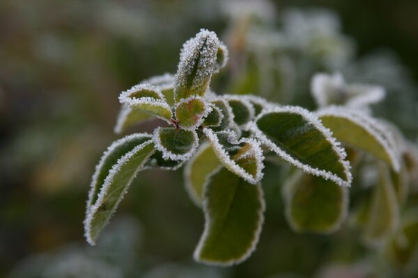 Green leaves covered with frost