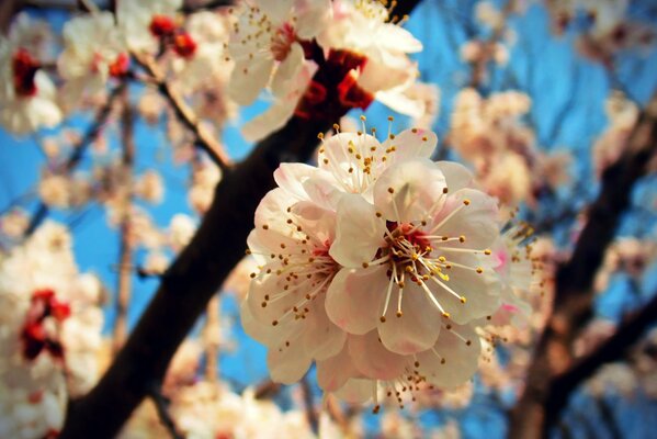 Foto der Aprikosenblüte im Frühling