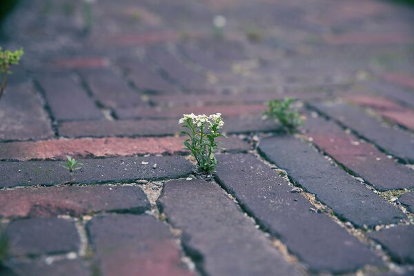 Flowers make their way through the stones