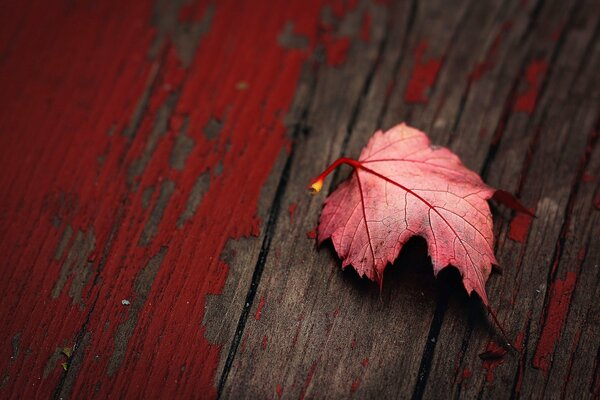 Na starej desce leży jesienny liść