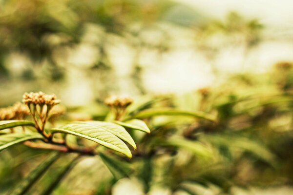 Trees with long leaves are slightly blurred