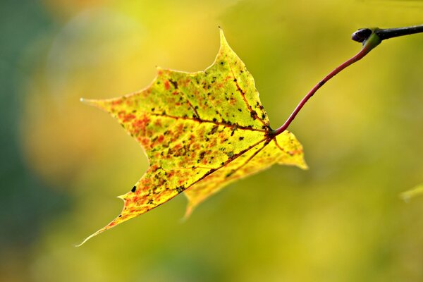 Feuille d automne sur fond flou