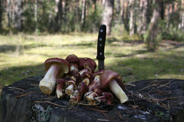 Mushrooms on a stump with a knife in the forest