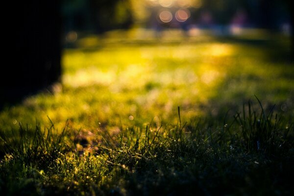 Foto des Tages - Makroaufnahme des Grases