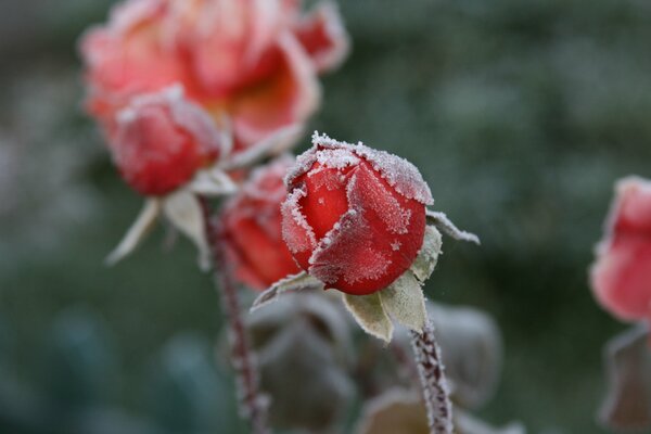 Gelo che incatenava una rosa rossa