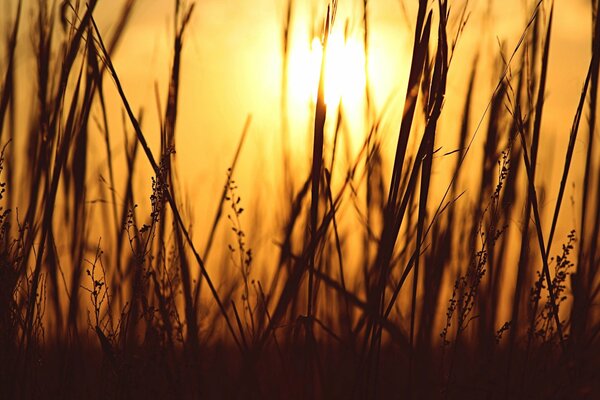 Gras vor dem Hintergrund der untergehenden Sonne