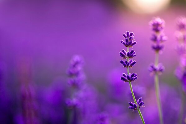 Lavender field on the background of the setting sun