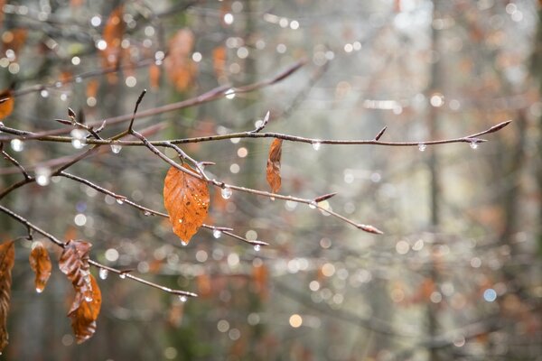 Rainy autumn enveloped the branches