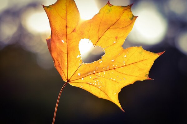 The heart of autumn in a wedge leaf