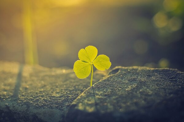 A leaf of clover, illuminated by the sun, on a stone