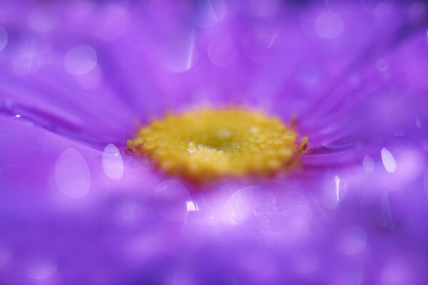 Flor de esquejes tomada en macro