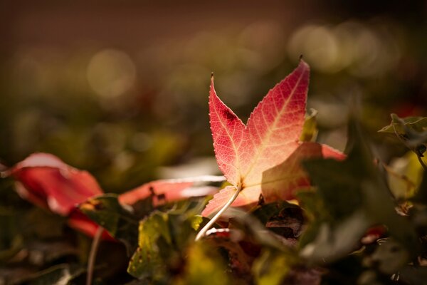 Follaje rojo de otoño bokeh