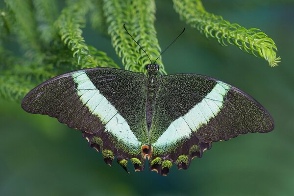 Ein Schmetterling auf einer Pflanze. Makro-Schmetterling