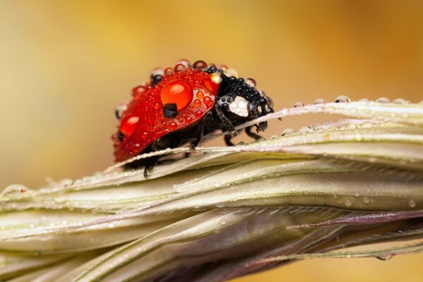 Coccinelle dans les gouttes de rosée sur l épillet