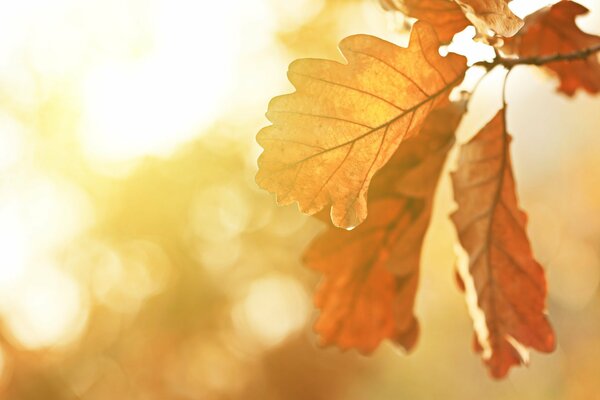 Feuilles de chêne au soleil d automne