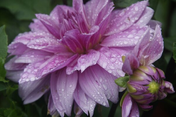 Flores de color lila con gotas de lluvia en pétalos