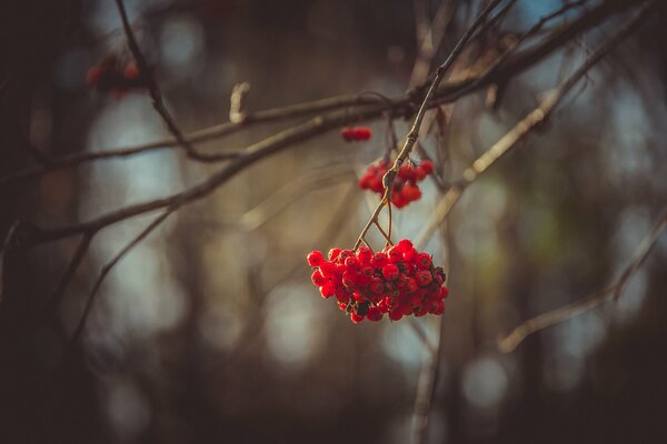 Bright clusters of mountain ash on a gloomy background