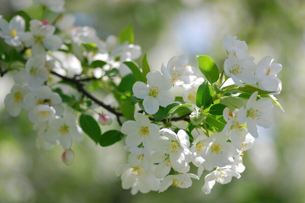 A branch with white flowers and leaves