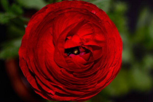 Rosa pétalos de flores rojas