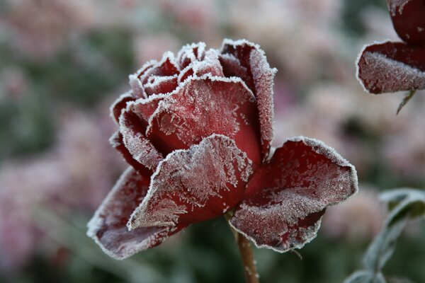 The red flower is covered with frost