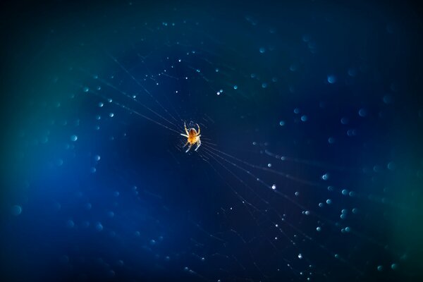 A spider weaves a web for prey