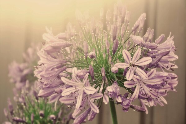 Zarte Blumen auf verschwommenem Hintergrund