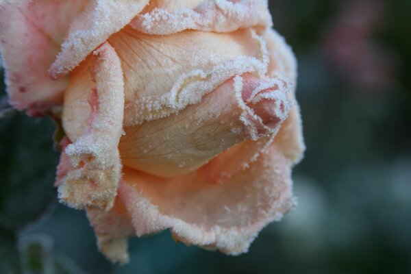 Gelo sui petali di rosa. Freddo autunnale