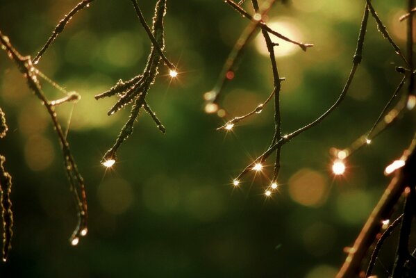 The light falls on the dew drops on the branch