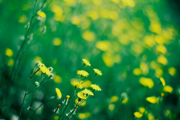 Clairière ensoleillée avec des fleurs jaunes