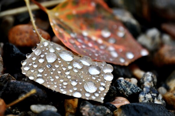 Rosée sur les pierres et les feuilles d automne