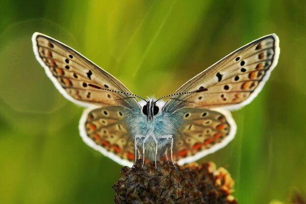 Macro photography of a butterfly on a green background