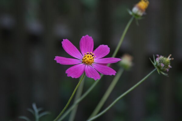 Pink flower. Macro shooting