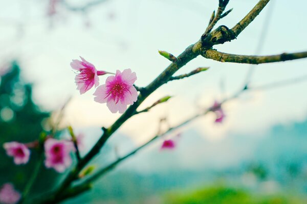 Blühende Sakura auf einem jungen Zweig