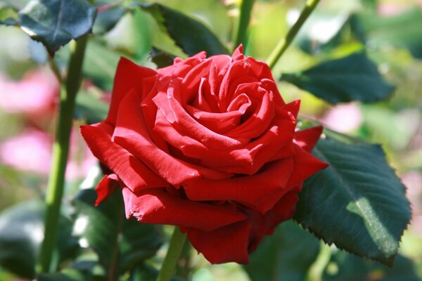 En el Jardín crecen hermosas rosas