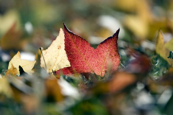 Schöne Herbst Bilder farbige Blätter