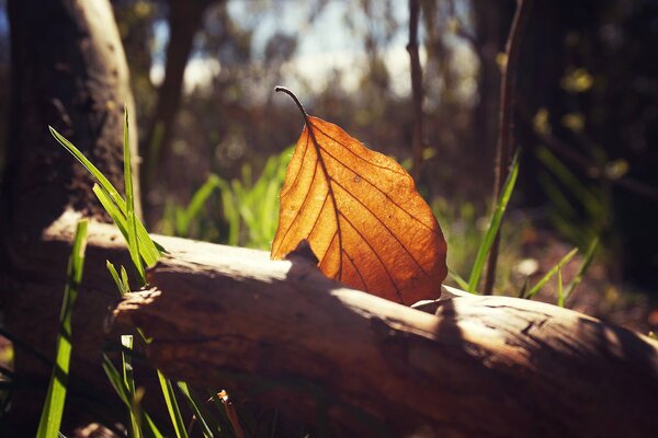 Hoja de otoño en la línea de la rama