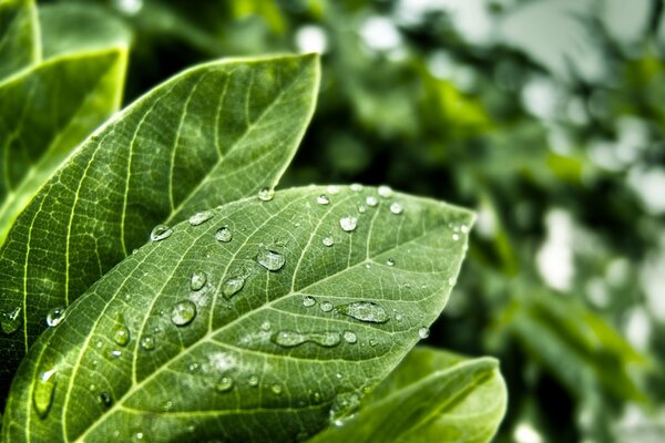 Hojas verdes en rocío