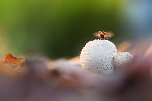 Coccinelle s envolant au-dessus d un champignon